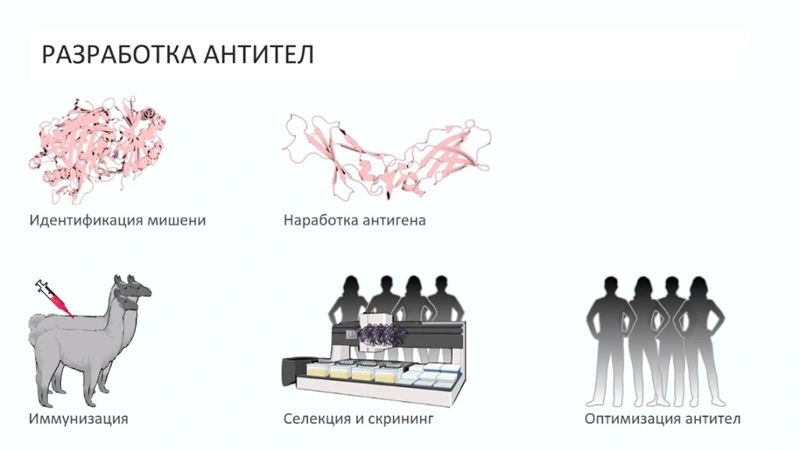 Этапы разработки антитела