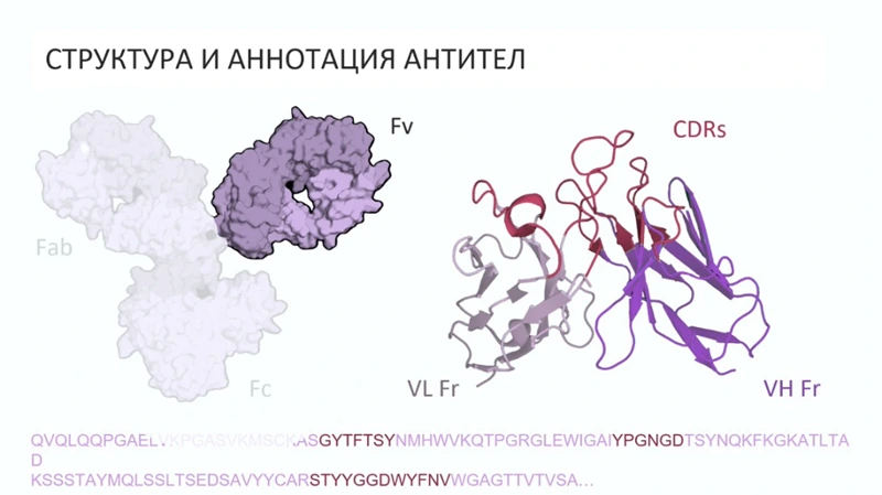 Структура и аннотация антител
