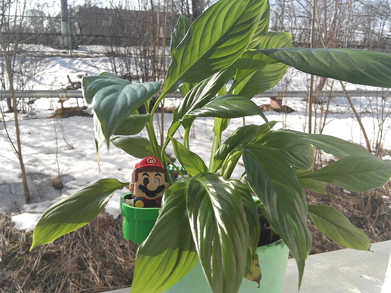 Стандартная съемка на основную камеру